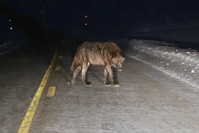 Watch What Some Thought Was a Werewolf Captured on Video in Yellowstone National Park