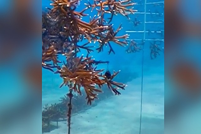 Video Reveals What May Be Small Underwater City Near Key Largo, Florida